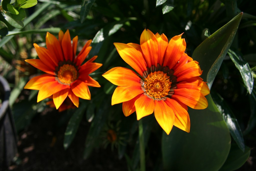 Fiori sul mare-Isola Capo Rizzuto (Crotone)